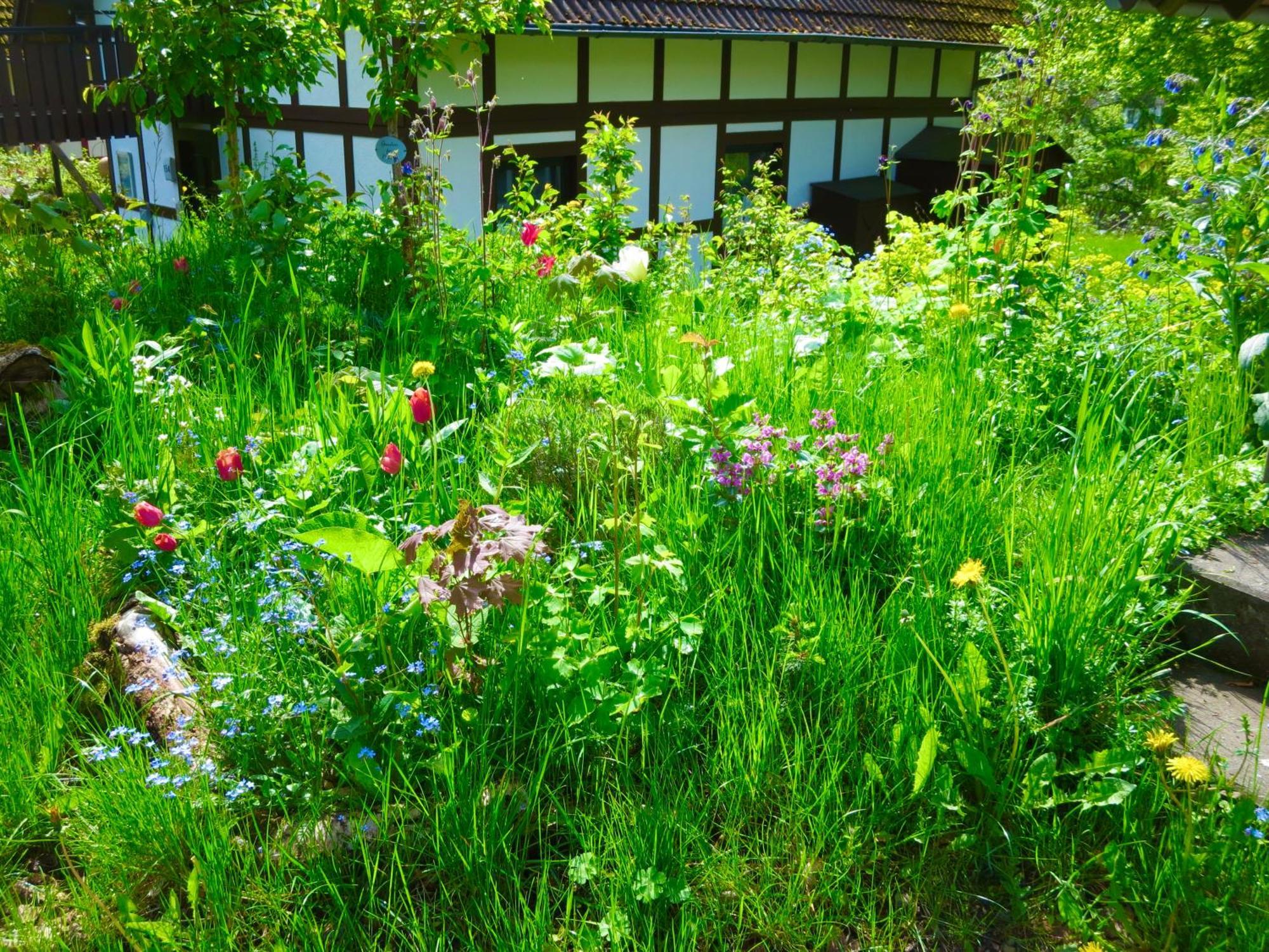Natururlaub Frankenau Exterior foto